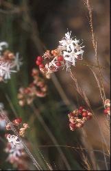 Nerine rehmannii (c) copyright 2003 by charles Craib.  All rights reserved.