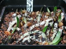 Clivia Seeds with First Roots