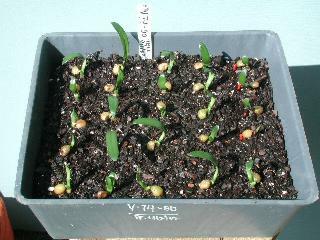 Clivia Seedlings Newly Transplanted