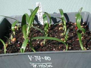 Clivia Seedlings 2 Weeks after Trnasplanting