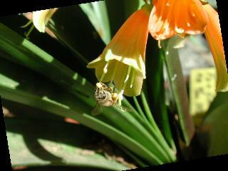 Bee Visiting Clivia Blossom