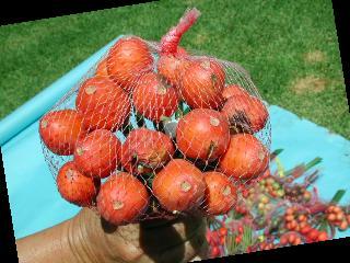 Hand Pollinated Berries