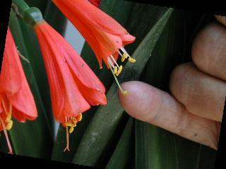 Applying Pollen to Stigma