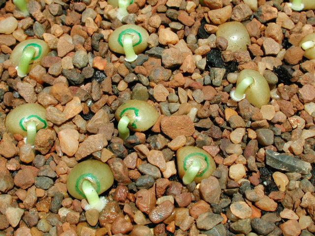 Germinating Seeds Close-up