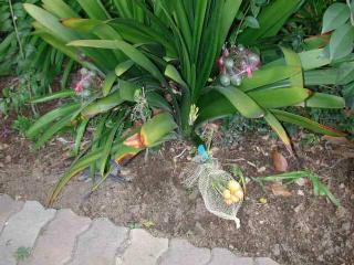 Orange flowered clivia with yellow berries