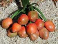 Ripe Clivia Berries