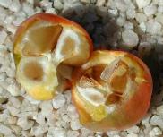 Seeds Inside the Ripe Civia Berry