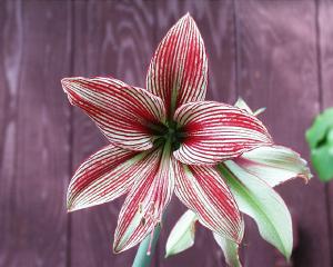 Hippeastrum leopoldii hybrid