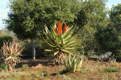 Aloe ferox at Karoo Botanical Garden (c) copyright 2004 by James Shields.  All rights reserved.