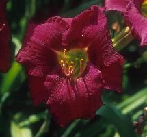 Daylily Westfield Violet Vision (c) copyright by Shields Gardens Ltd.  All rights reserved.